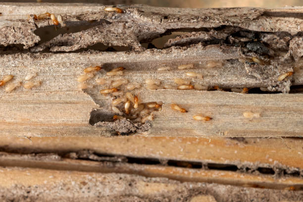 Reliable Fulton, KY Pest Control Solutions